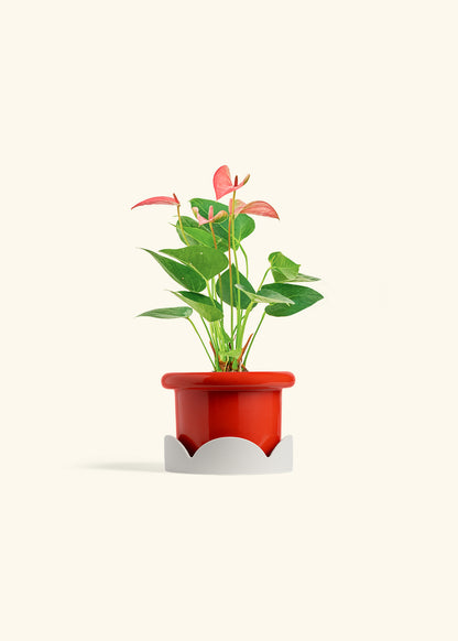 Anthurium Pink Flamingo in a 4 inches Fat Lip Red Planter in a Oat Petal Drip Tray