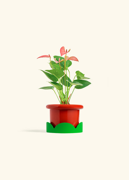Anthurium Pink Flamingo in a 4 inches Fat Lip Red Planter in a Shamrock Petal Drip Tray