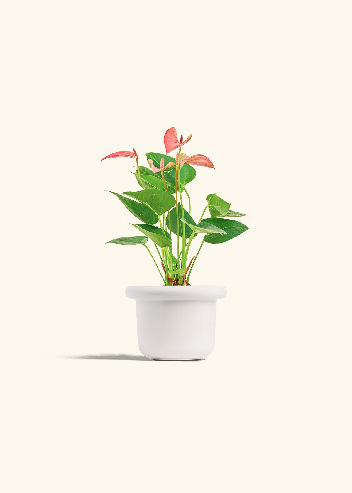 Anthurium Pink Flamingo in a 4 inches Fat Lip White Planter 