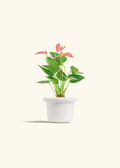Anthurium Pink Flamingo in a 4 inches Fat Lip White Planter 