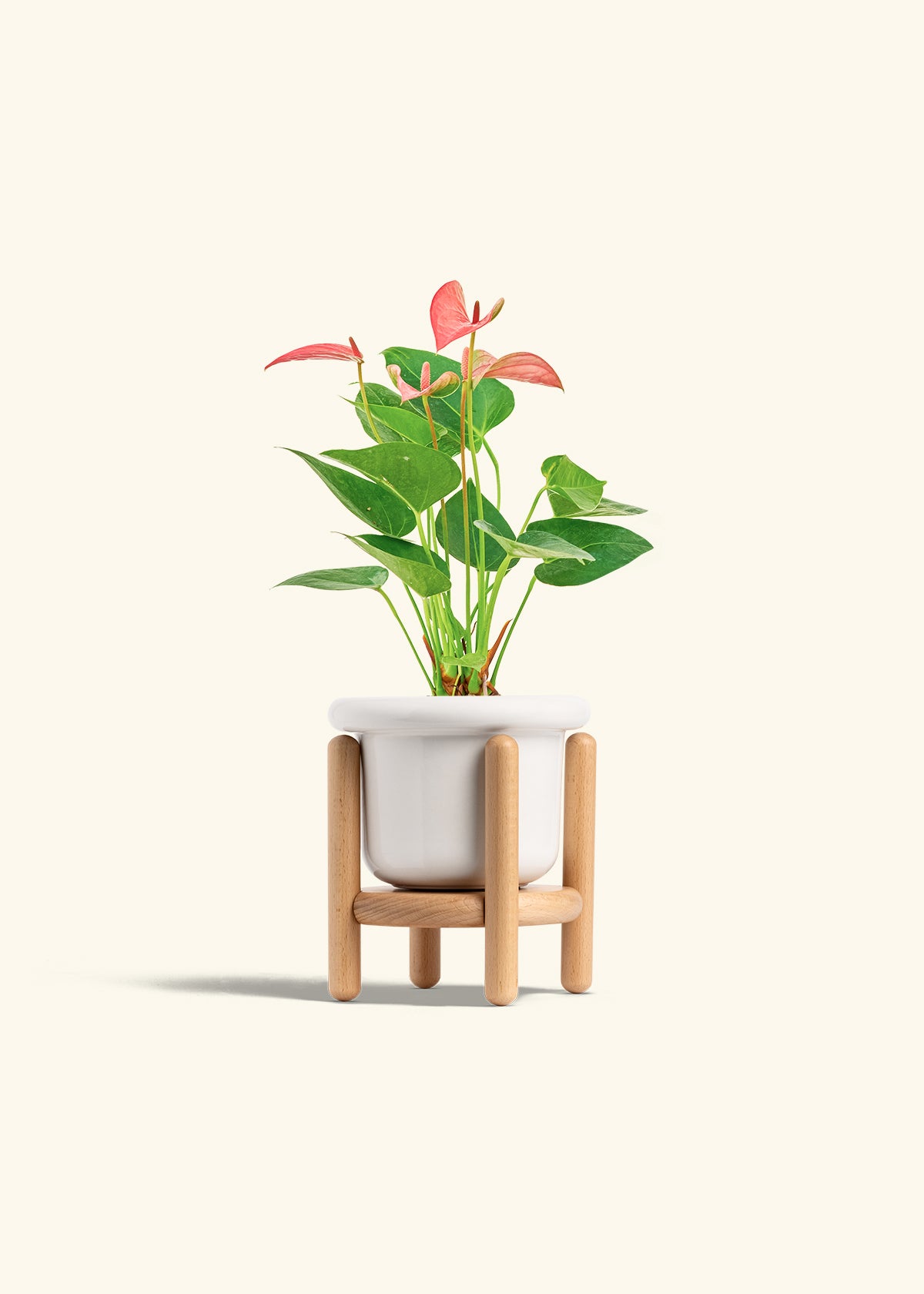 Anthurium Pink Flamingo in a 4 inches Fat Lip White Planter in a Beech Wood Stand