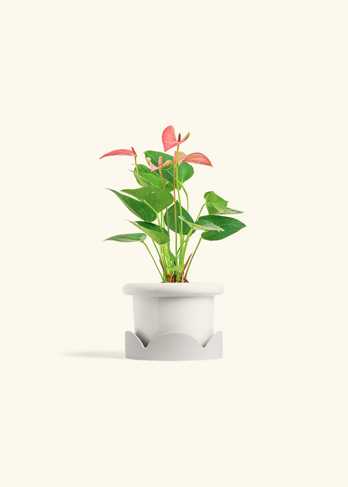 Anthurium Pink Flamingo in a 4 inches Fat Lip White Planter in a Oat Petal Drip Tray