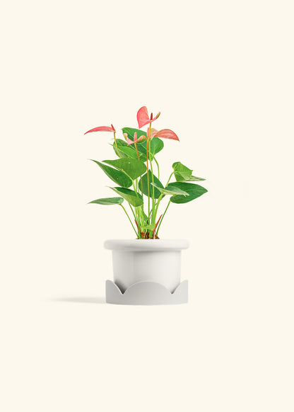 Anthurium Pink Flamingo in a 4 inches Fat Lip White Planter in a Oat Petal Drip Tray