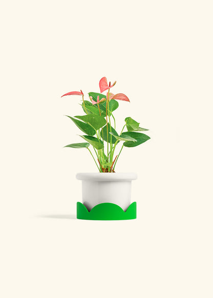 Anthurium Pink Flamingo in a 4 inches Fat Lip White Planter in a Shamrock Petal Drip Tray