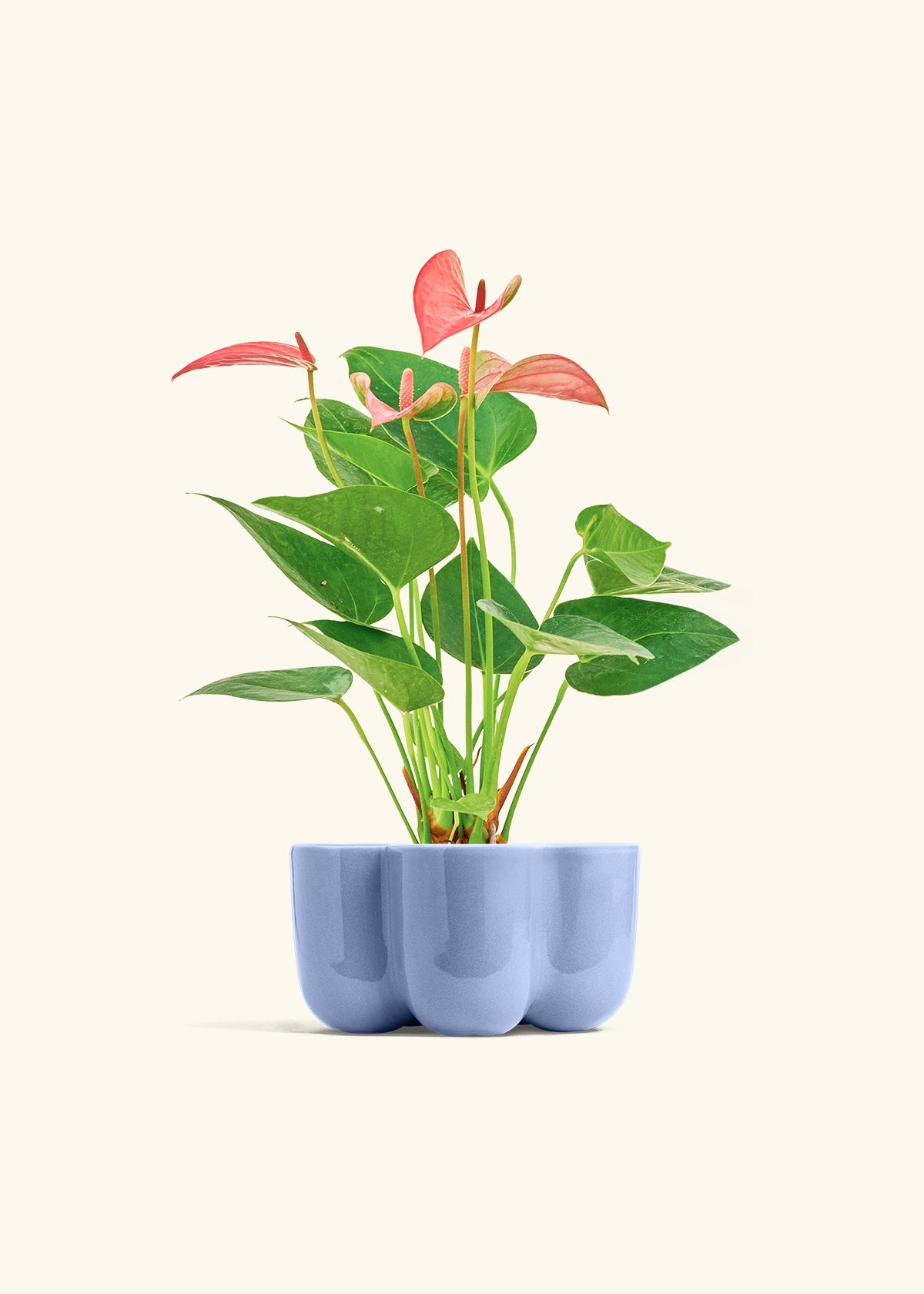 Anthurium Pink Flamingo in a 4 inches in a Blue Petal Planter