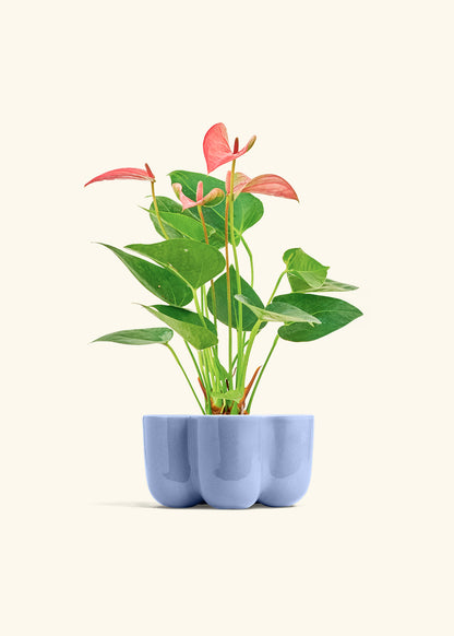 Anthurium Pink Flamingo in a 4 inches in a Blue Petal Planter