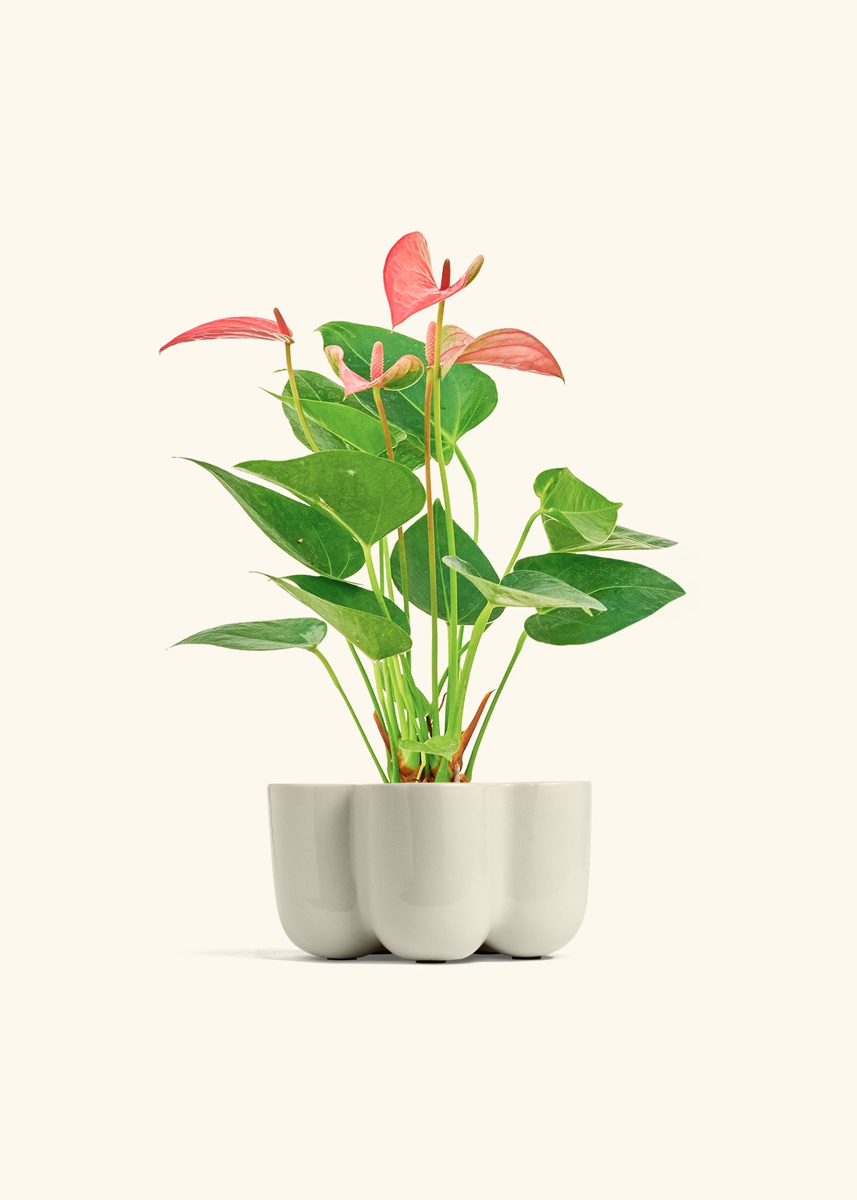 Anthurium Pink Flamingo in a 4 inches in a Oat Petal Planter