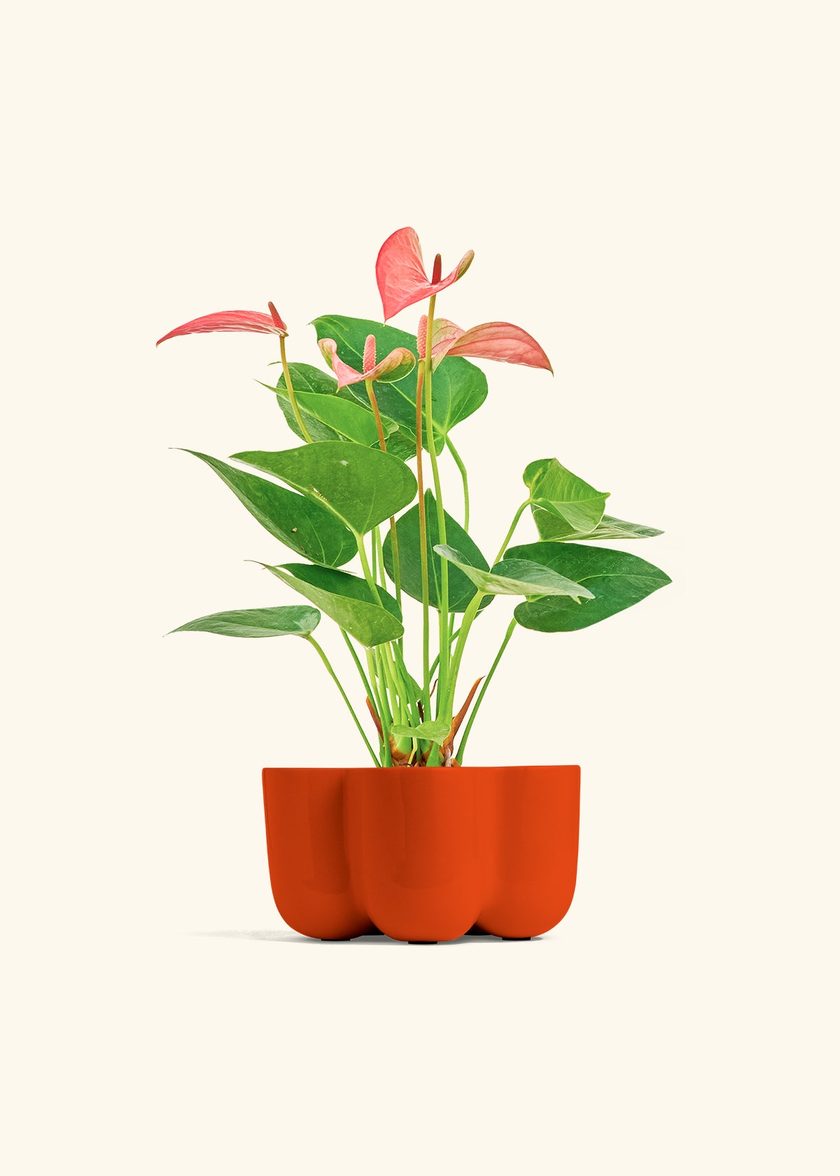 Anthurium Pink Flamingo in a 4 inches in a Red Petal Planter