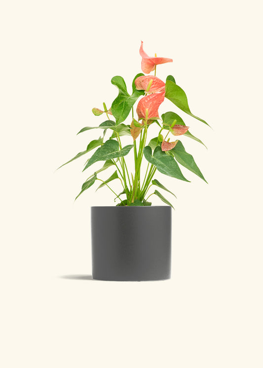 Anthurium Pink Flamingo in a 6 inches Charcoal Classic Cylinder Planter 