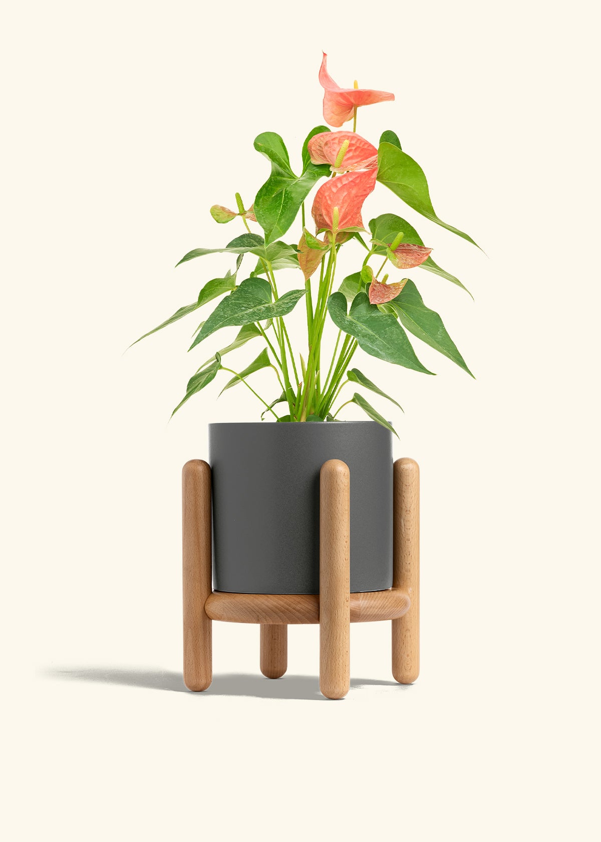 Anthurium Pink Flamingo in a 6 inches Charcoal Classic Cylinder Planter in a Beech Wood Stand