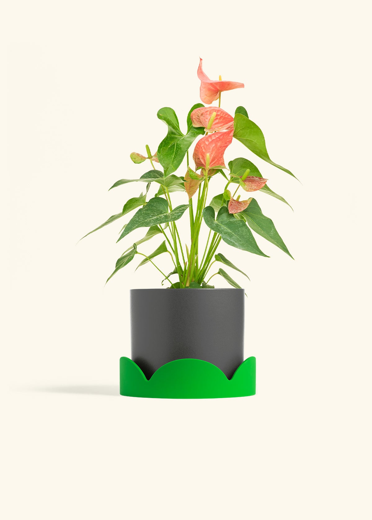 anthurium andraeanum & 39 Pink Anthurium