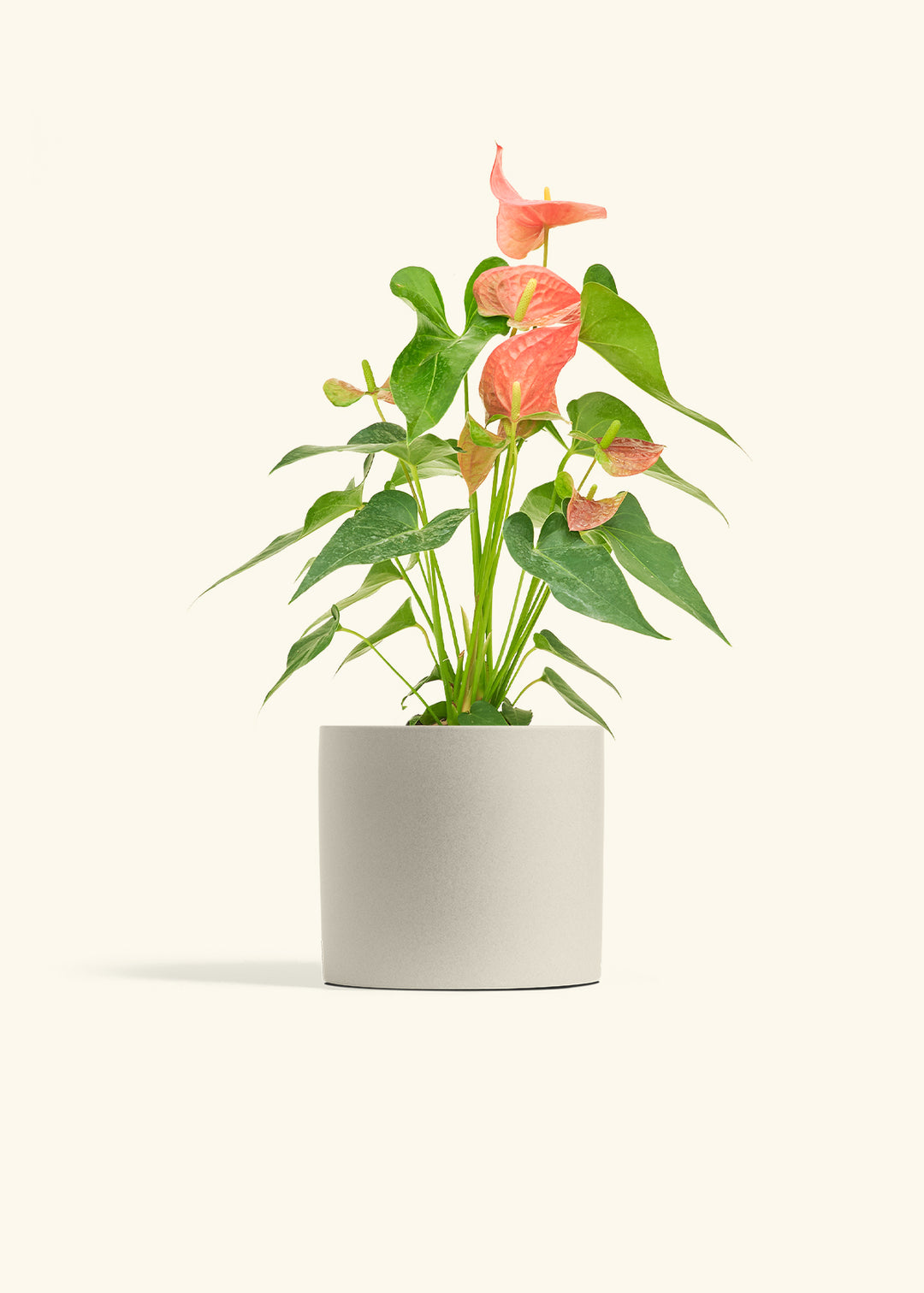 Anthurium Pink Flamingo in a 6 inches Oat Classic Cylinder Planter 