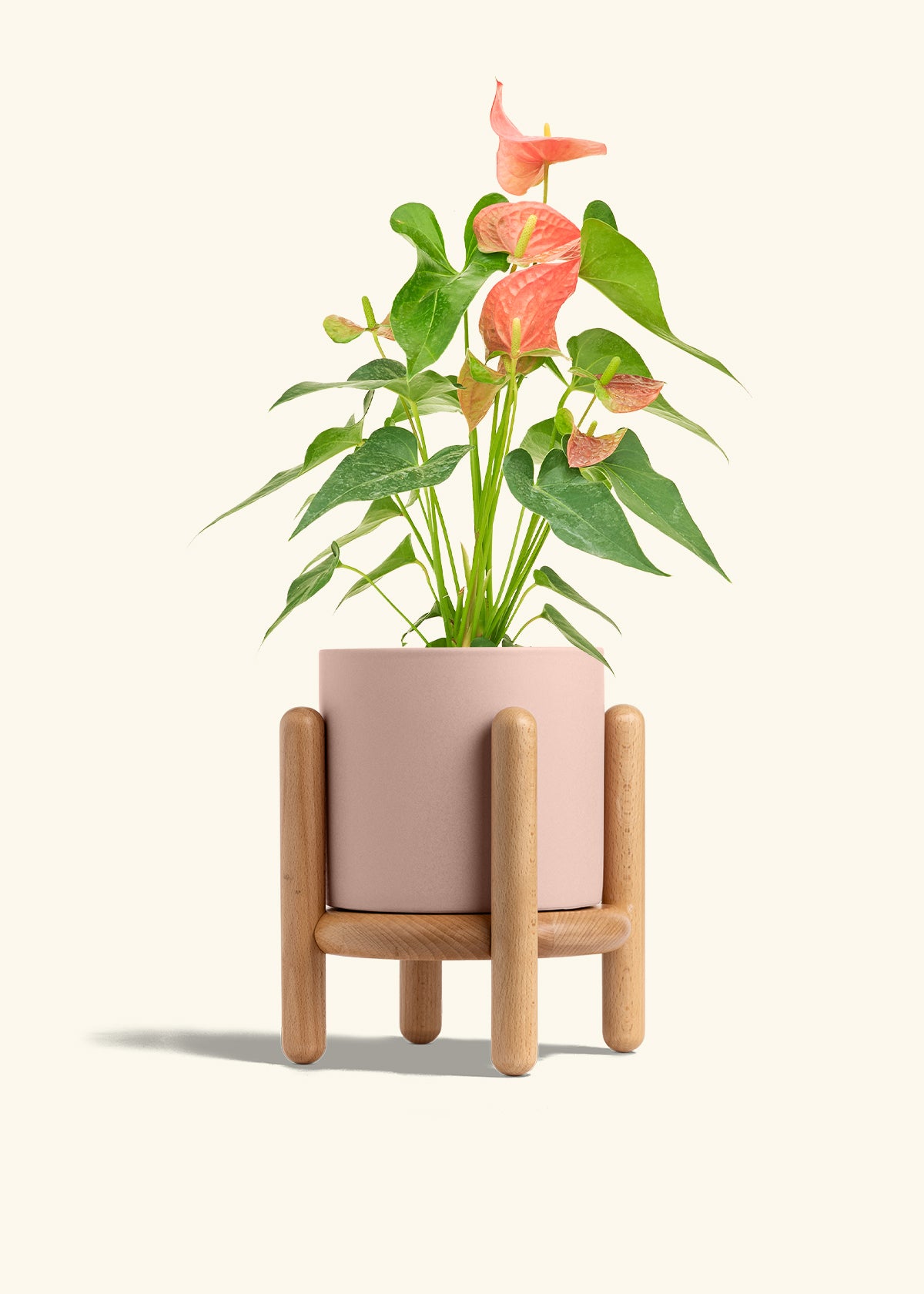 Anthurium Pink Flamingo in a 6 inches Pink Classic Cylinder Planter in a Beech Wood Stand