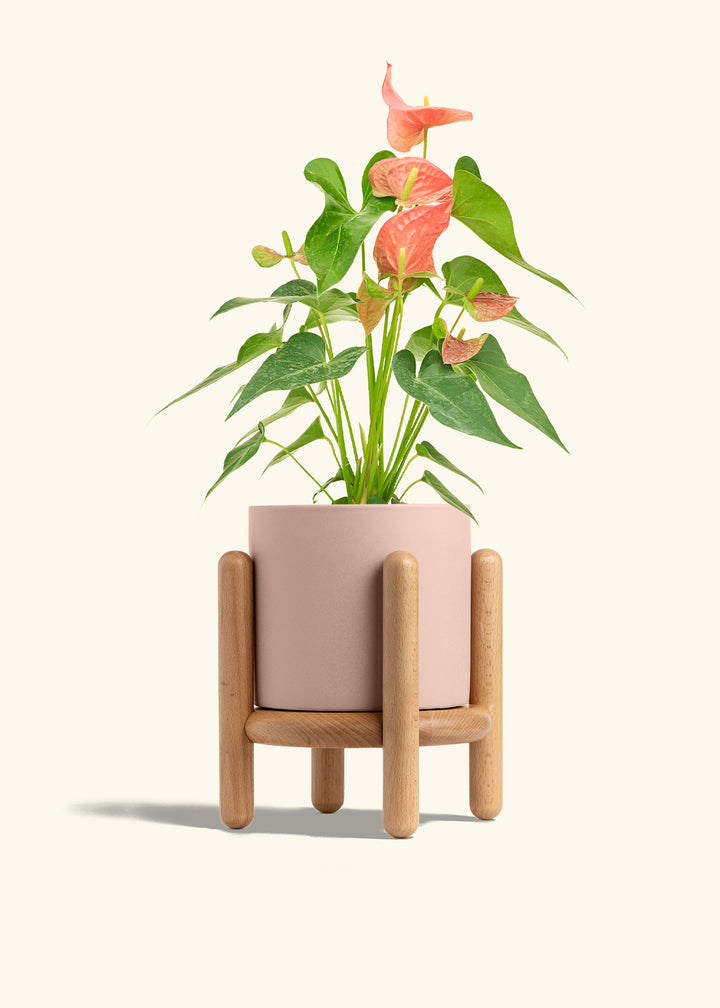 Anthurium Pink Flamingo in a 6 inches Pink Classic Cylinder Planter in a Beech Wood Stand