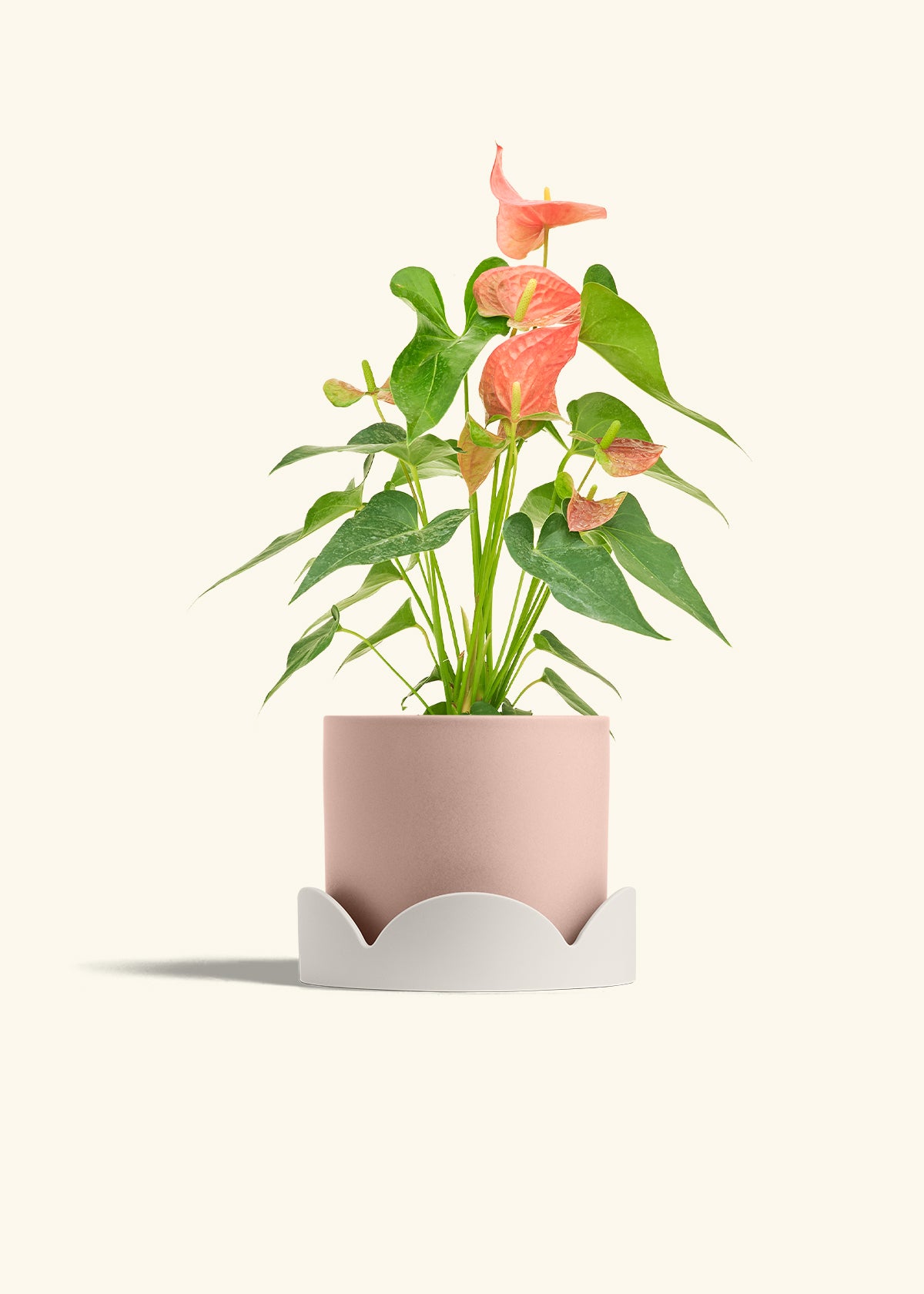 silk pink anthurium Pink Anthurium