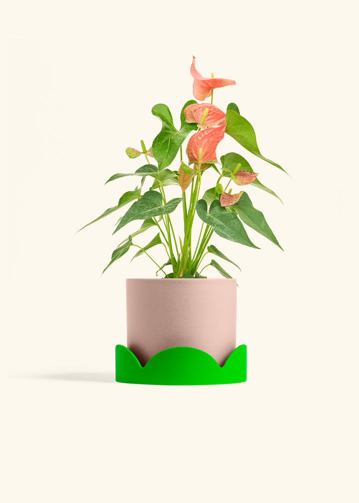 Anthurium Pink Flamingo in a 6 inches Pink Classic Cylinder Planter in a Shamrock Petal Drip Tray