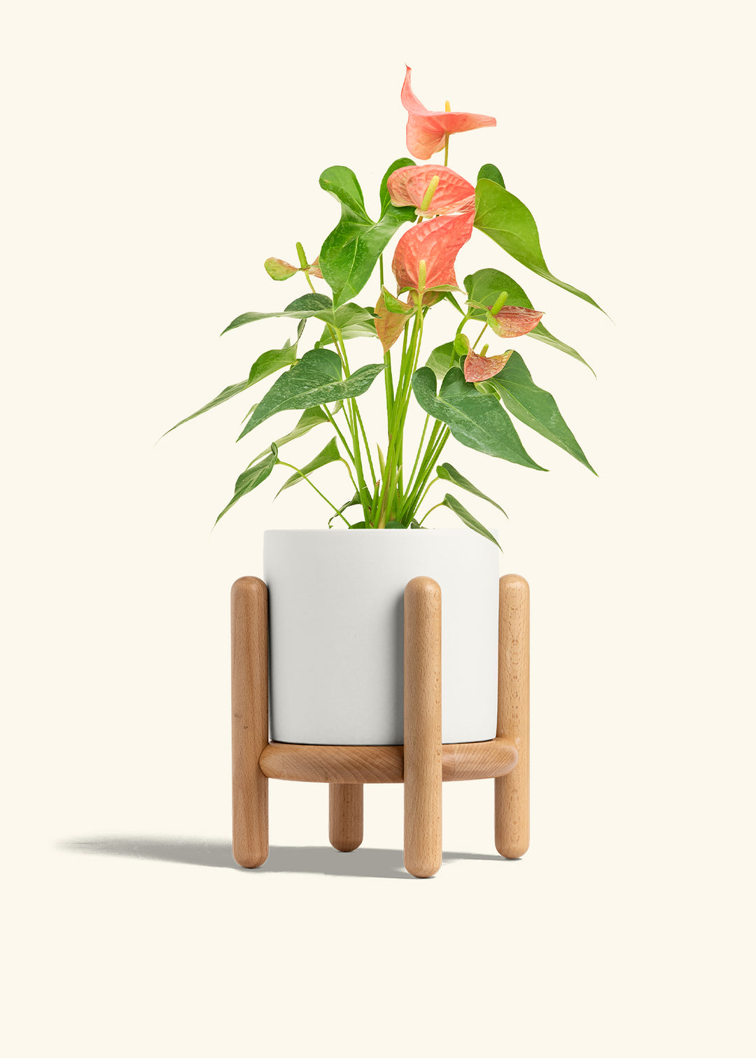 Anthurium Pink Flamingo in a 6 inches White Classic Cylinder Planter in a Beech Wood Stand