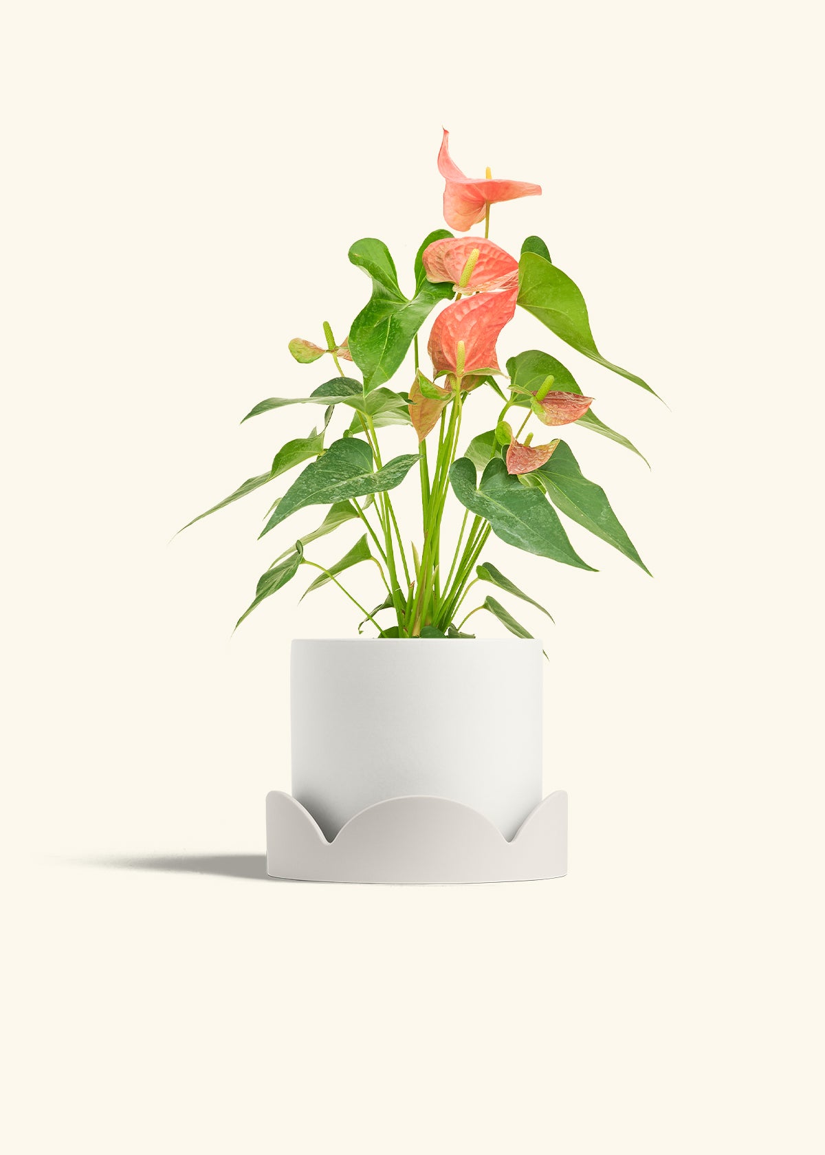 anthurium rose pale Pink Anthurium