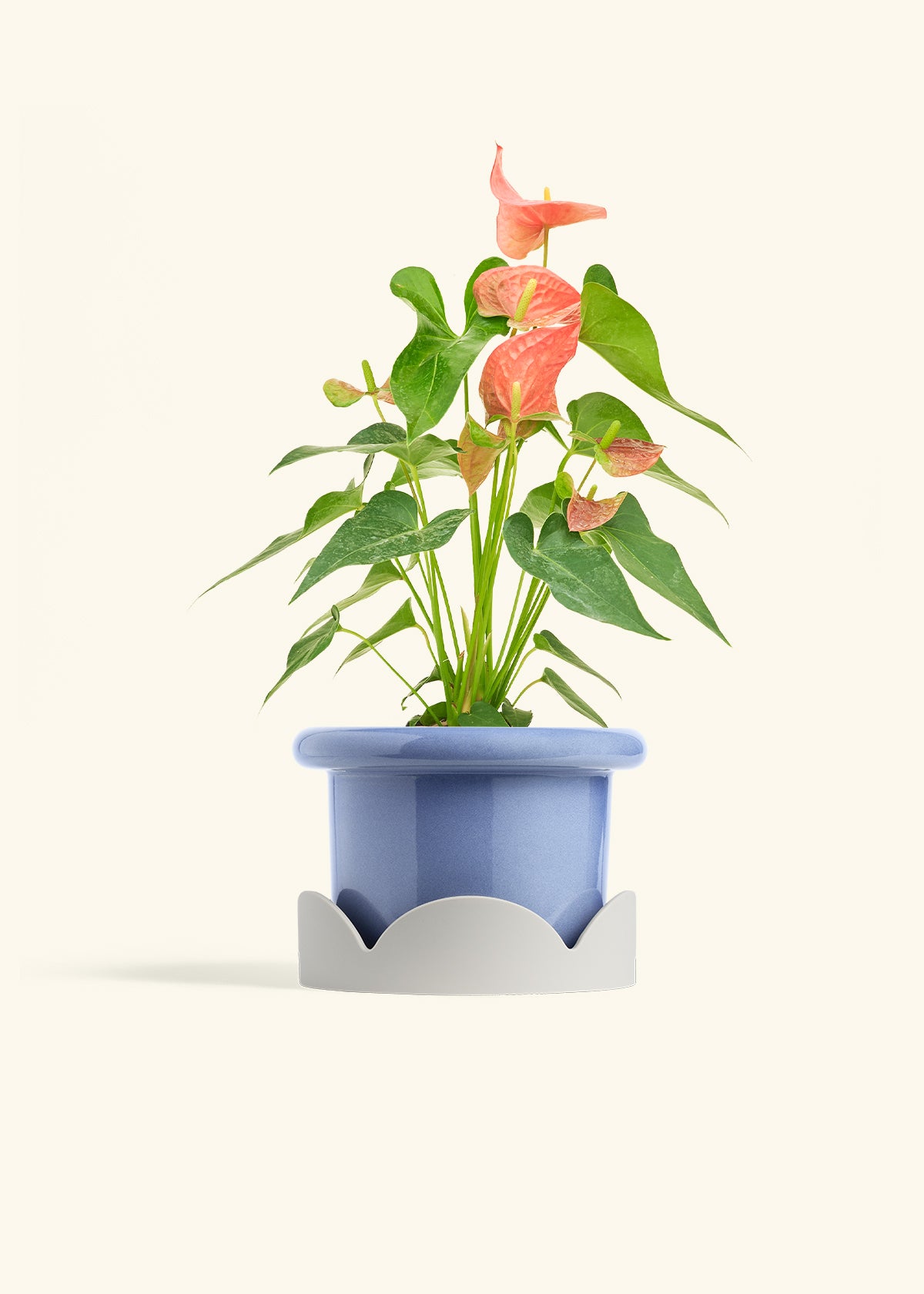 anthurium blue ocean Pink Anthurium – Hey Rooted