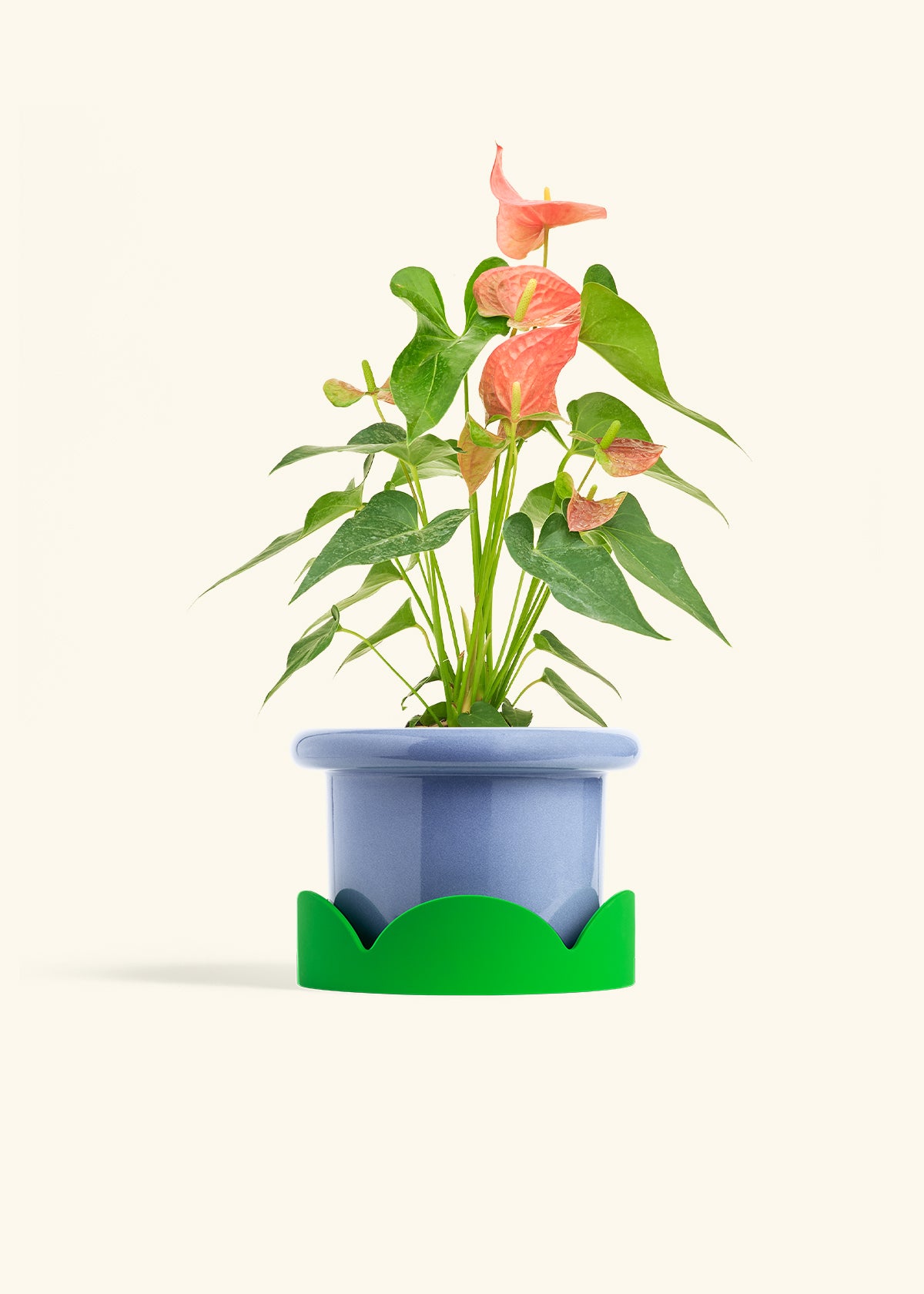 lifespan of anthurium plant Pink Anthurium
