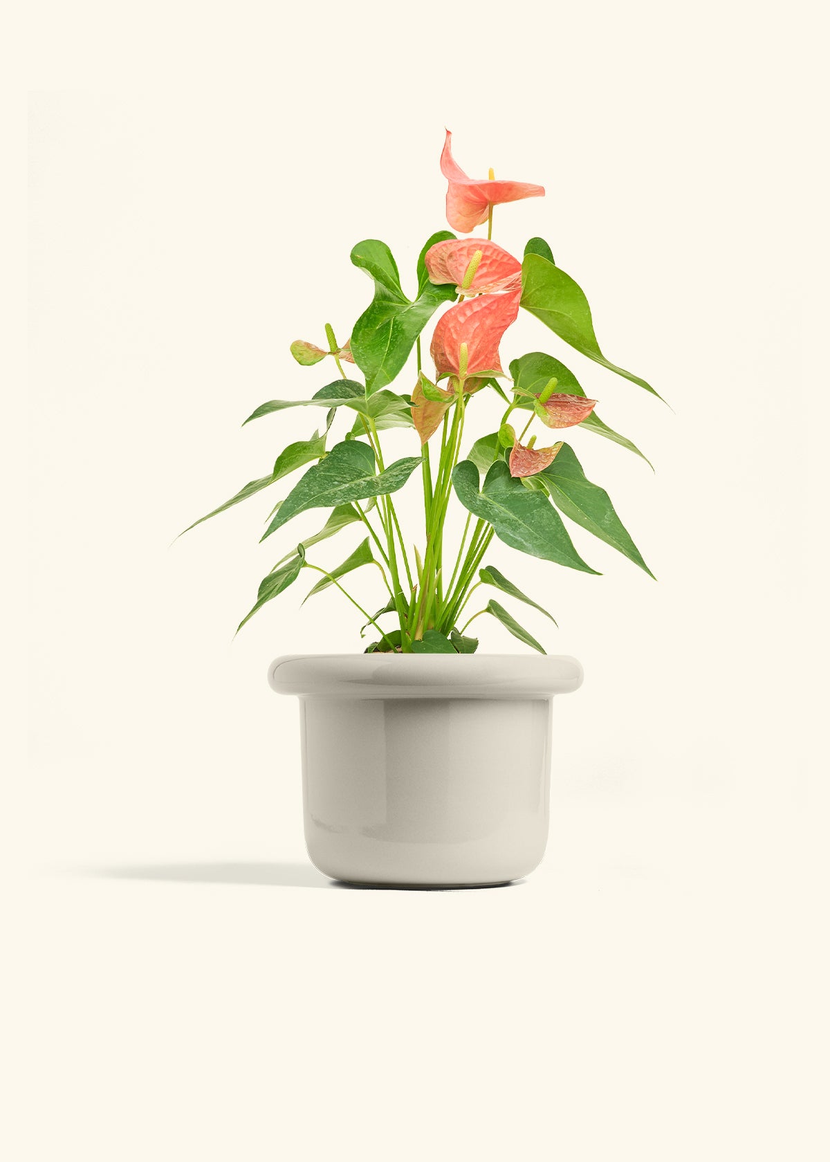 the pink anthurium quest Pink Anthurium