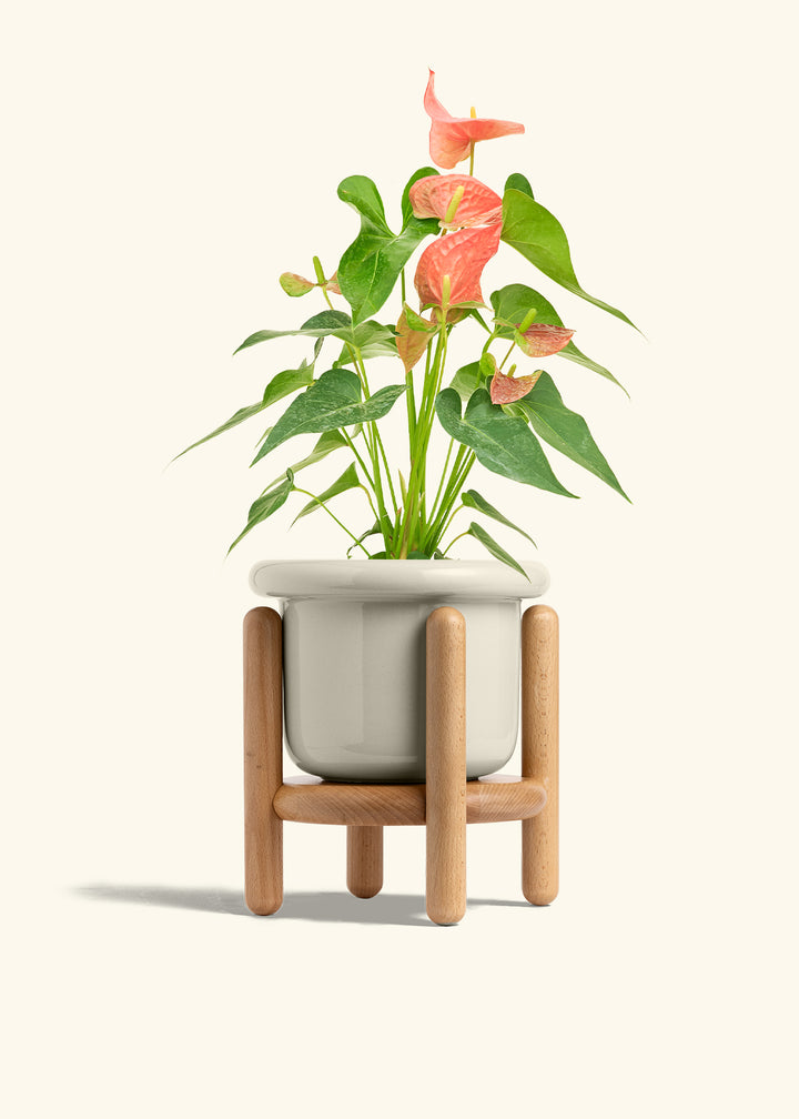 Anthurium Pink Flamingo in a 6 inches Fat Lip Oat Planter in a Beech Wood Stand
