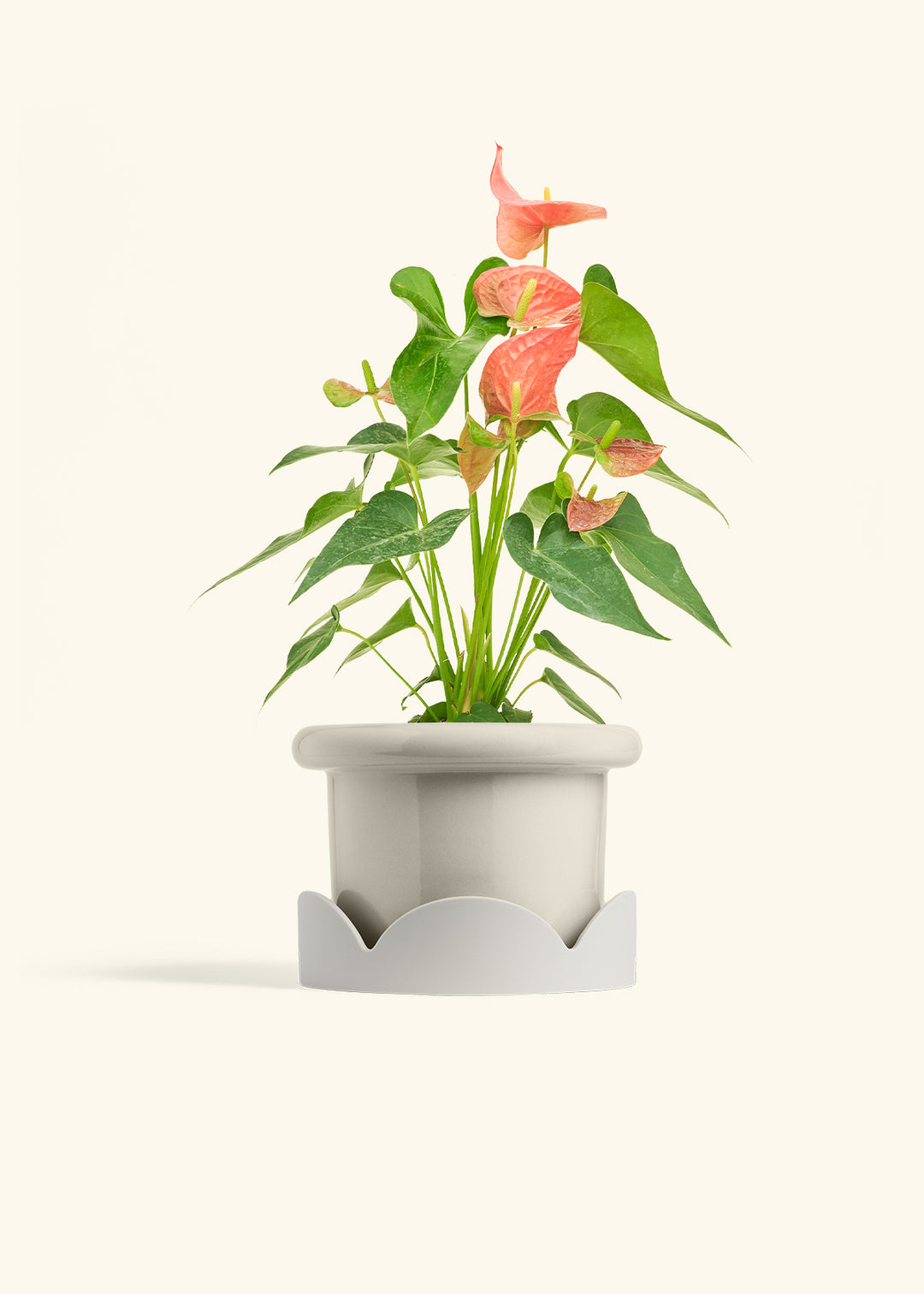 Anthurium Pink Flamingo in a 6 inches Fat Lip Oat Planter 