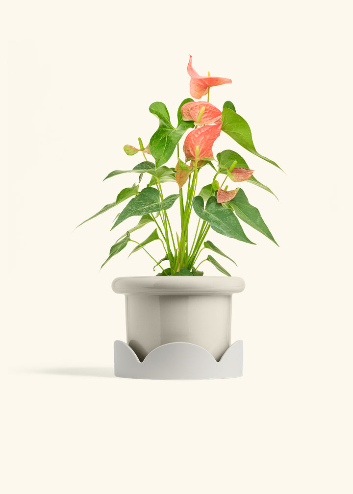 Anthurium Pink Flamingo in a 6 inches Fat Lip Oat Planter 