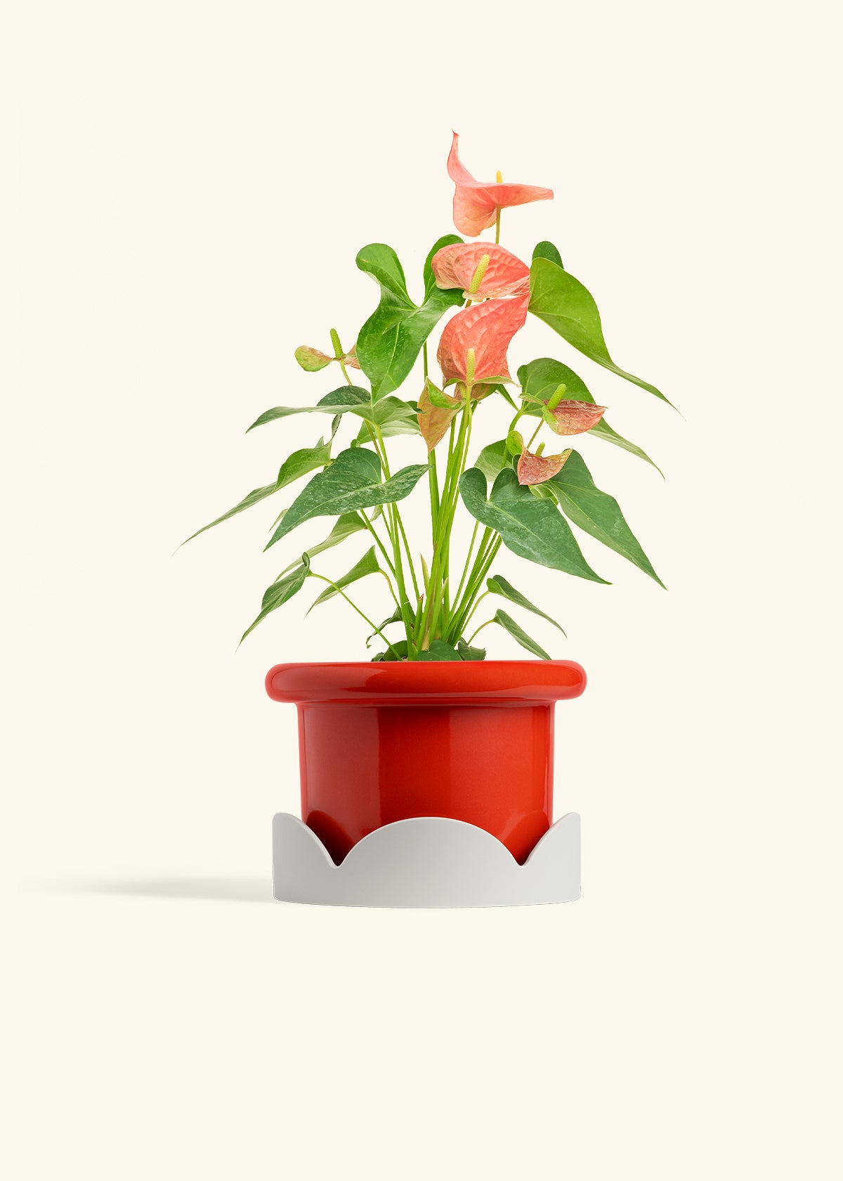 anthurium hot pink Pink Anthurium