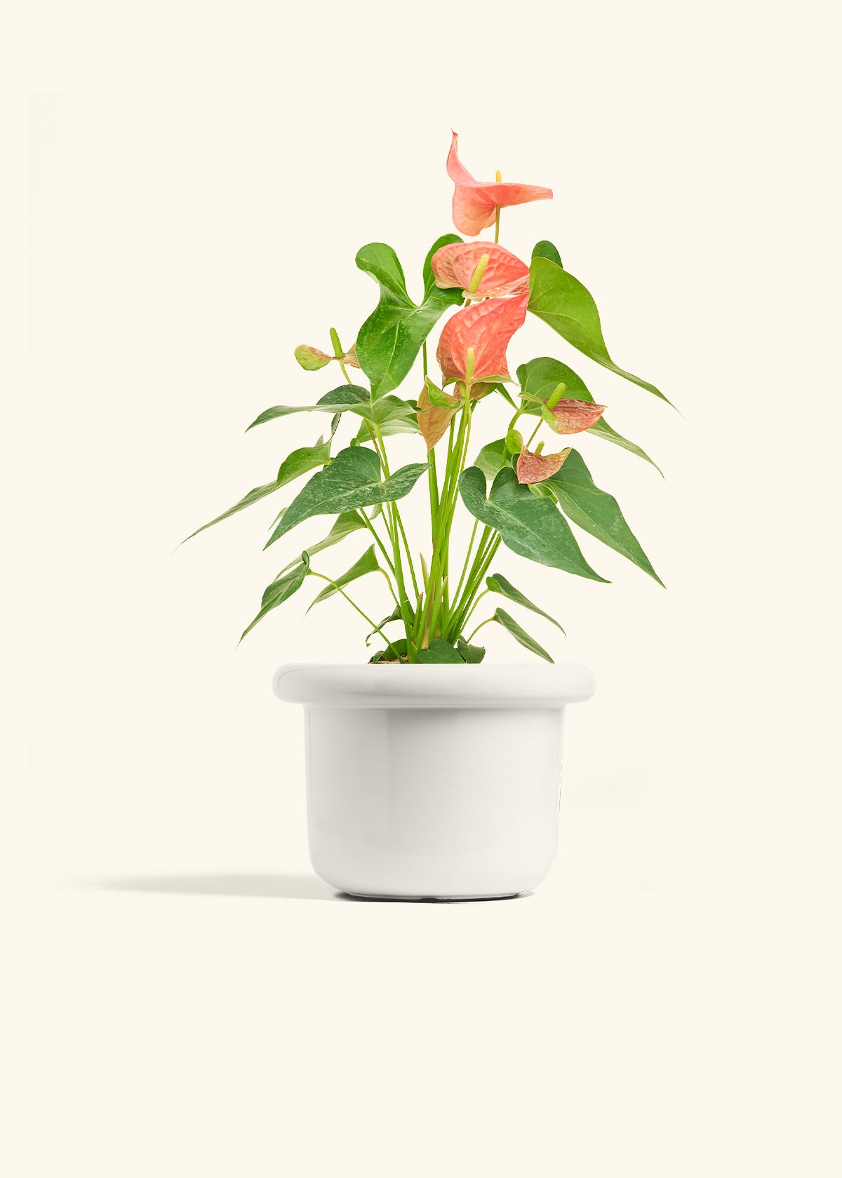 anthurium houseplant Pink Anthurium – Hey Rooted