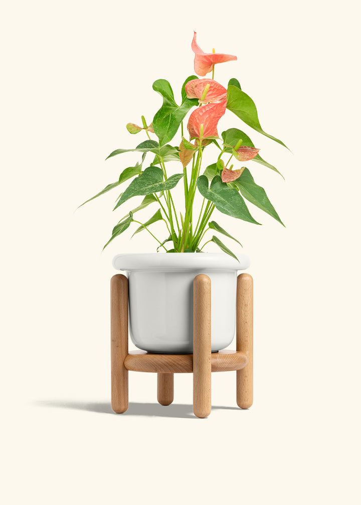 Anthurium Pink Flamingo in a 6 inches Fat Lip White Planter in a Beech Wood Stand