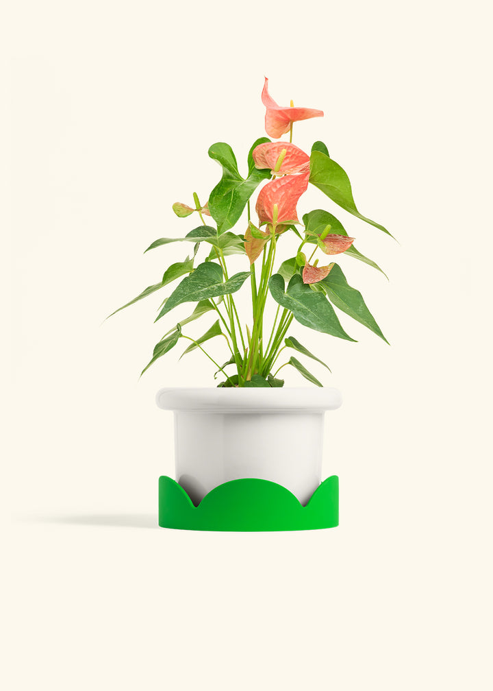 Anthurium Pink Flamingo in a 6 inches Fat Lip White Planter in a Shamrock Petal Drip Tray
