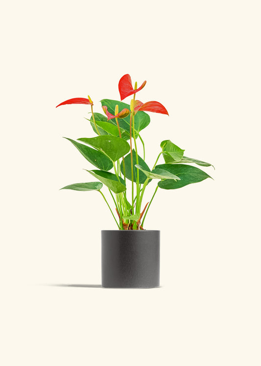 Anthurium Red Flamingo in a 4 inches Charcoal Classic Cylinder Planter 