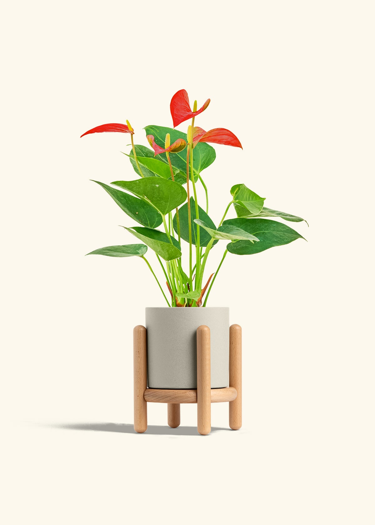 Anthurium Red Flamingo in a 4 inches Oat Classic Cylinder Planter in a Beech Wood Stand