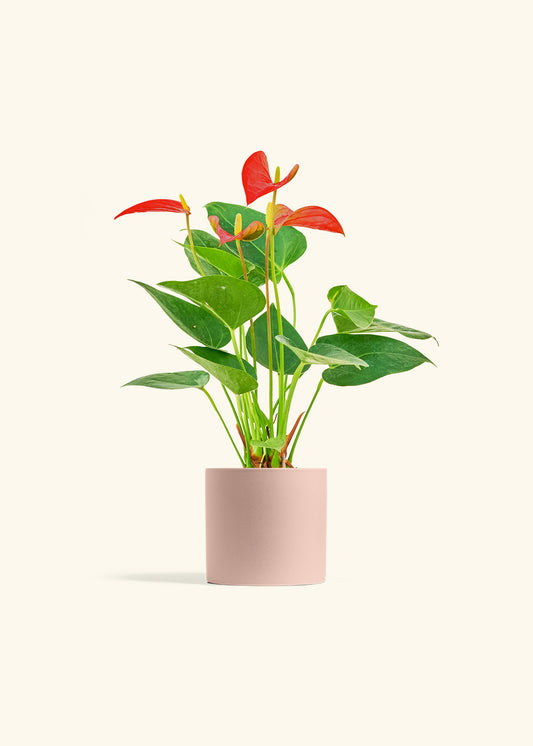 Anthurium Red Flamingo in a 4 inches Pink Classic Cylinder Planter 