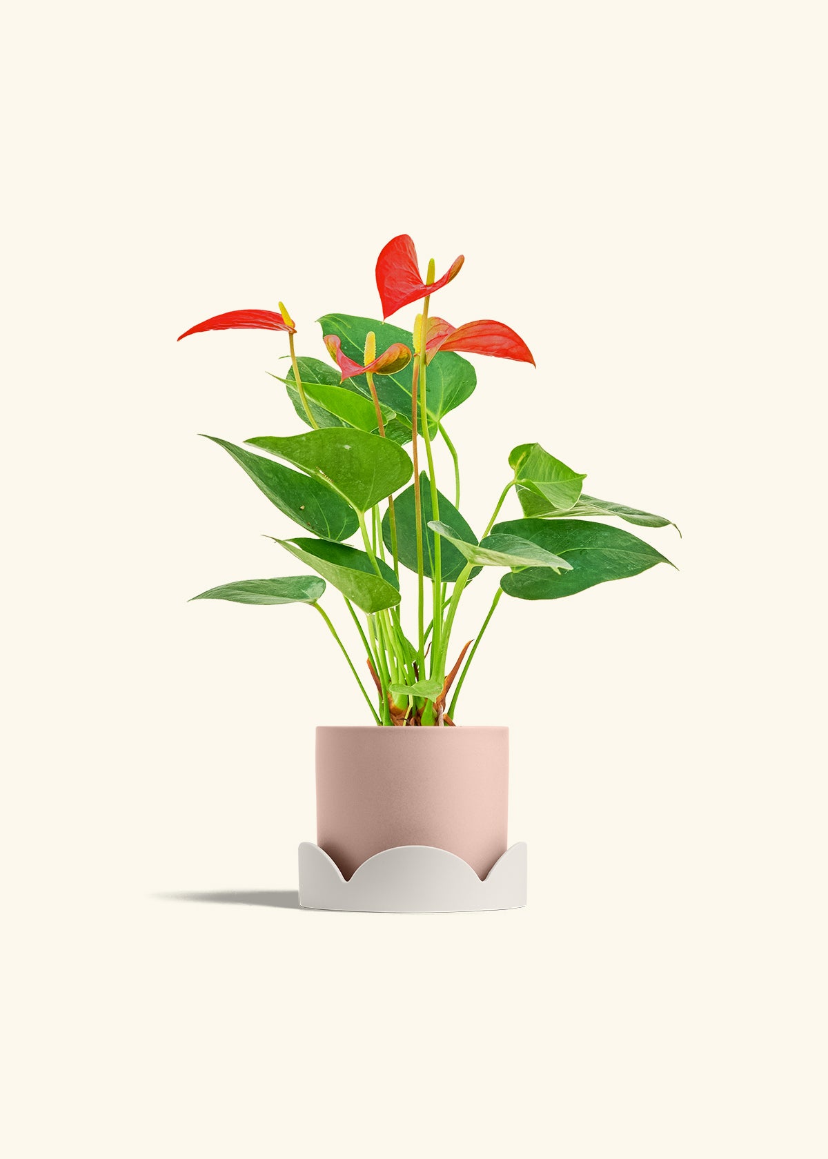 Anthurium Red Flamingo in a 4 inches Pink Classic Cylinder Planter in a Oat Petal Drip Tray