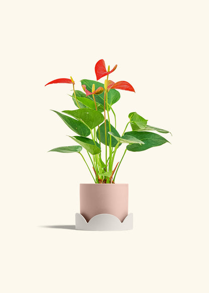 Anthurium Red Flamingo in a 4 inches Pink Classic Cylinder Planter in a Oat Petal Drip Tray