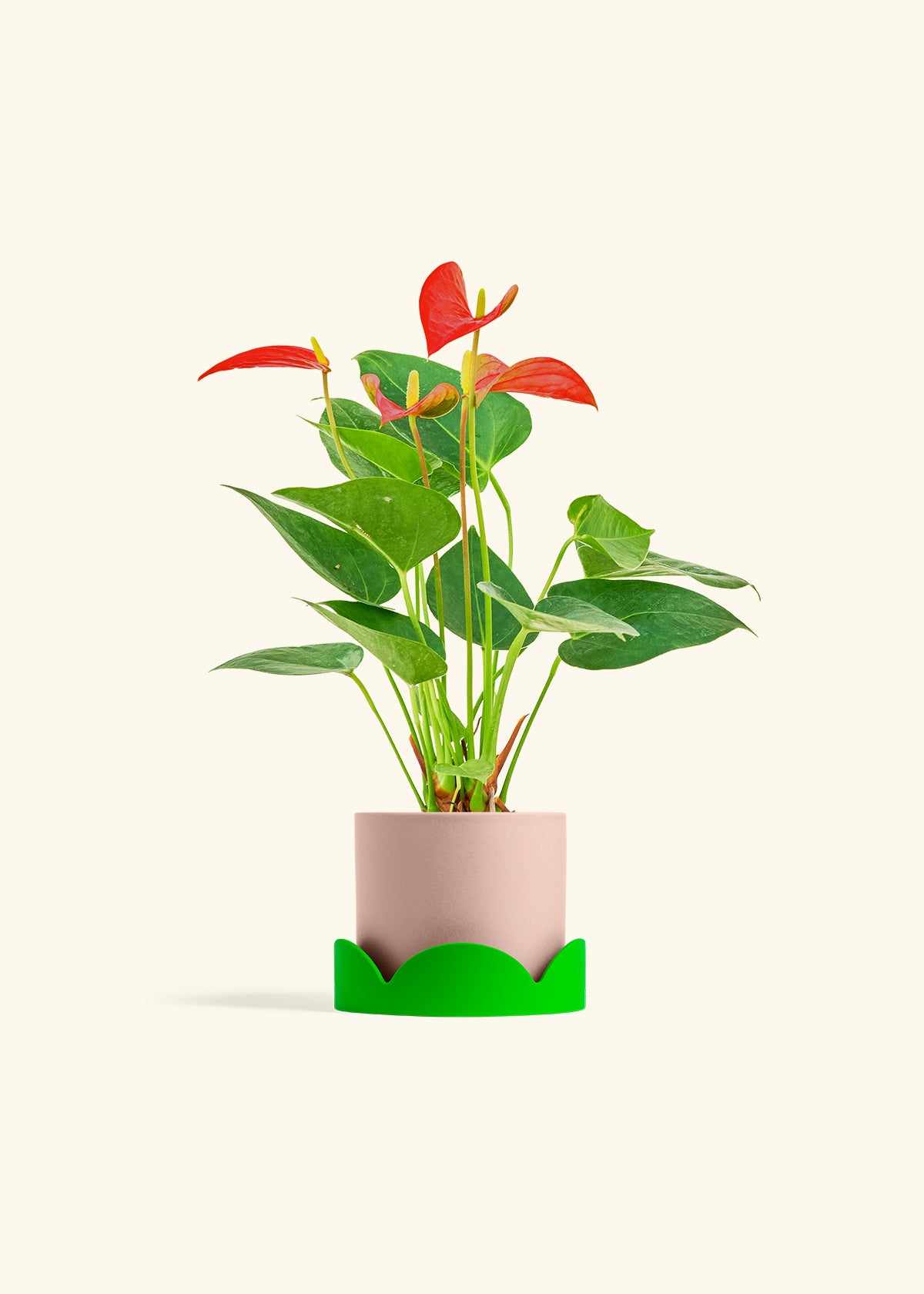 Anthurium Red Flamingo in a 4 inches Pink Classic Cylinder Planter in a Shamrock Petal Drip Tray