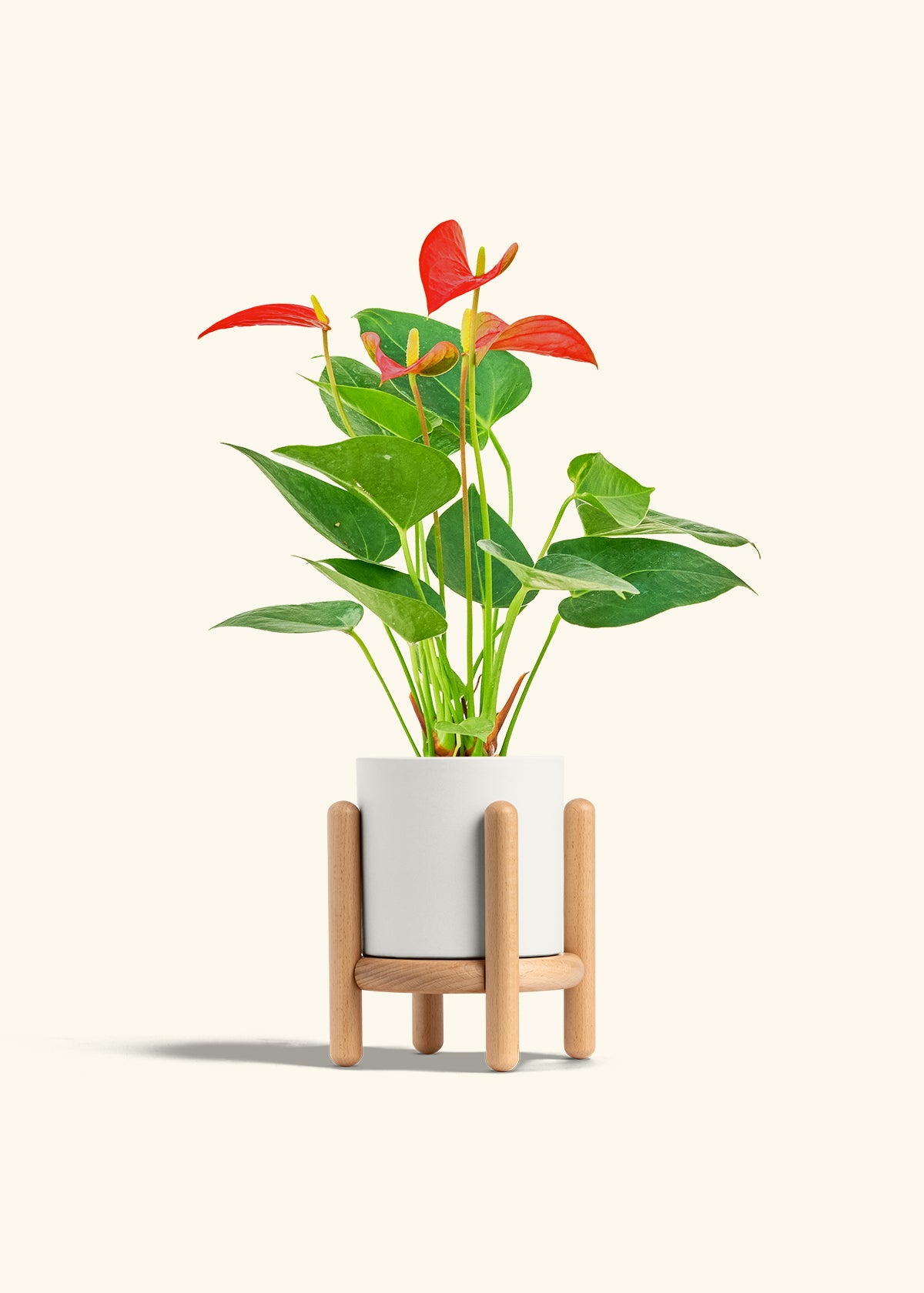 Anthurium Red Flamingo in a 4 inches White Classic Cylinder Planter in a Beech Wood Stand