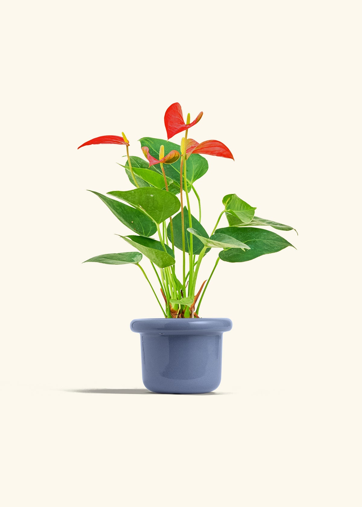 Anthurium Red Flamingo in a 4 inches Fat Lip Blue Planter 