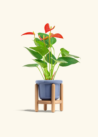 Anthurium Red Flamingo in a 4 inches Fat Lip Blue Planter in a Shamrock Petal Drip Tray