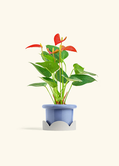 Anthurium Red Flamingo in a 4 inches Fat Lip Blue Planter in a Beech Wood Stand