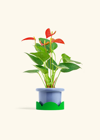 Anthurium Red Flamingo in a 4 inches Fat Lip Blue Planter in a Oat Petal Drip Tray