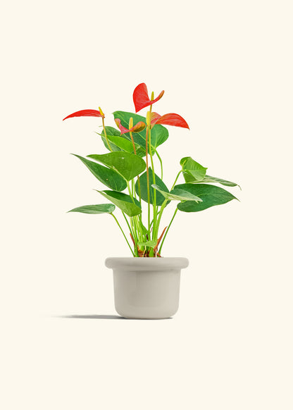 Anthurium Red Flamingo in a 4 inches Fat Lip Oat Planter 