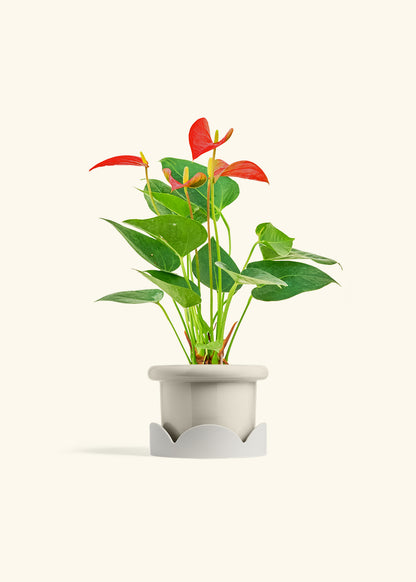 Anthurium Red Flamingo in a 4 inches Fat Lip Oat Planter in a Oat Petal Drip Tray