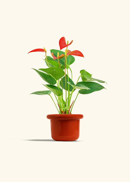 Anthurium Red Flamingo in a 4 inches Fat Lip Red Planter 