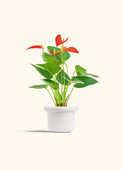 Anthurium Red Flamingo in a 4 inches Fat Lip White Planter 