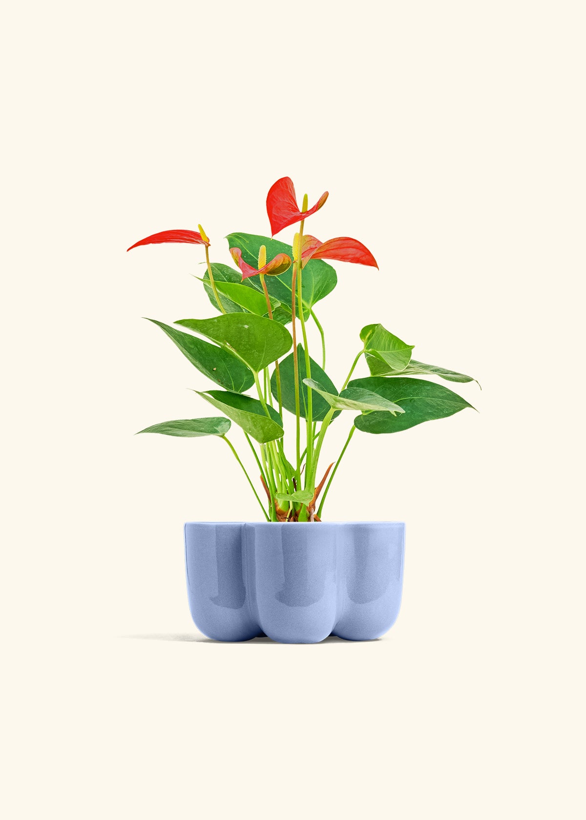 Anthurium Red Flamingo in a 4 inches in a Blue Petal Planter