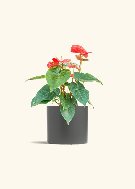 Anthurium Red Flamingo in a 6 inches Charcoal Classic Cylinder Planter 