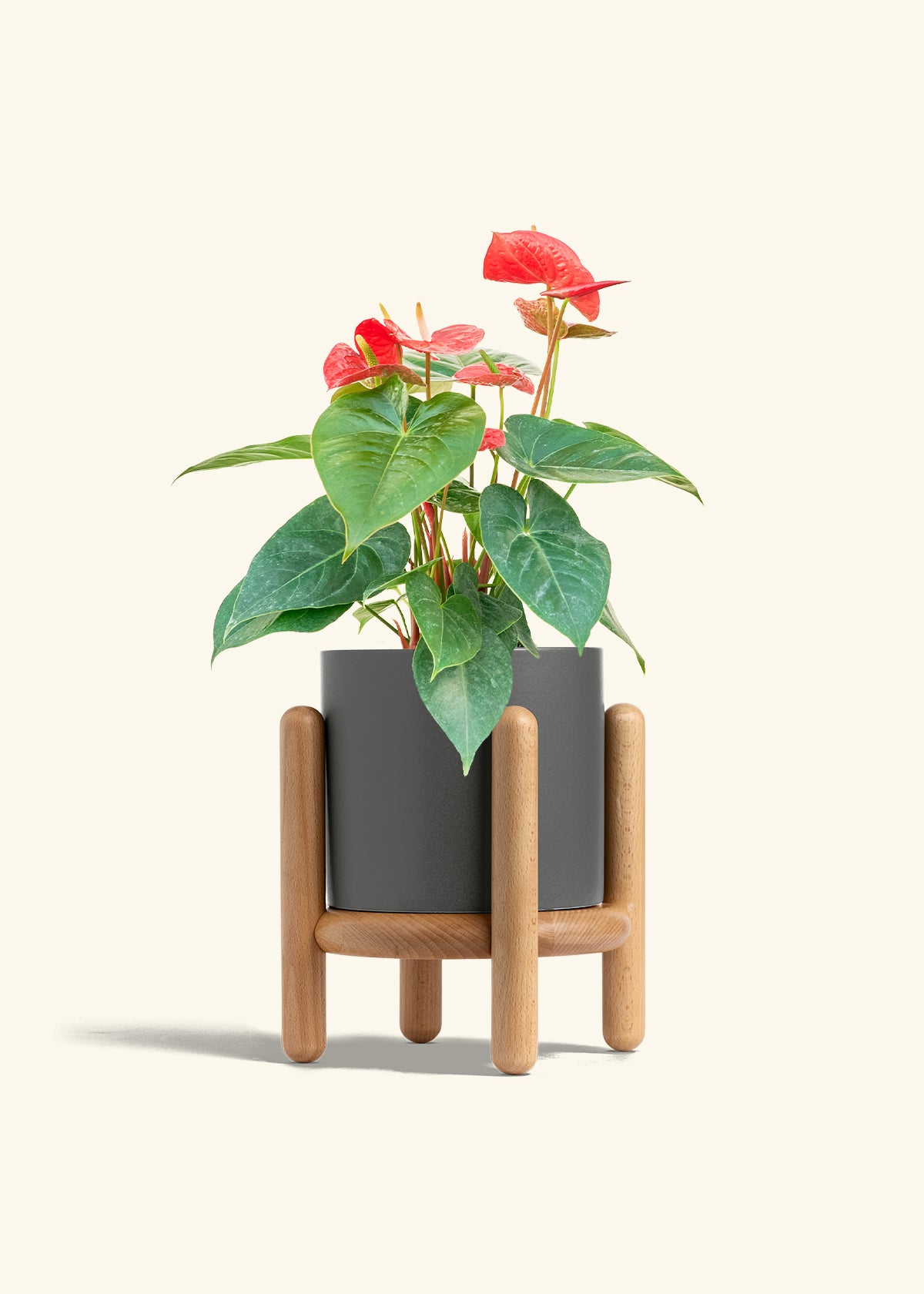 Anthurium Red Flamingo in a 6 inches Charcoal Classic Cylinder Planter in a Beech Wood Stand